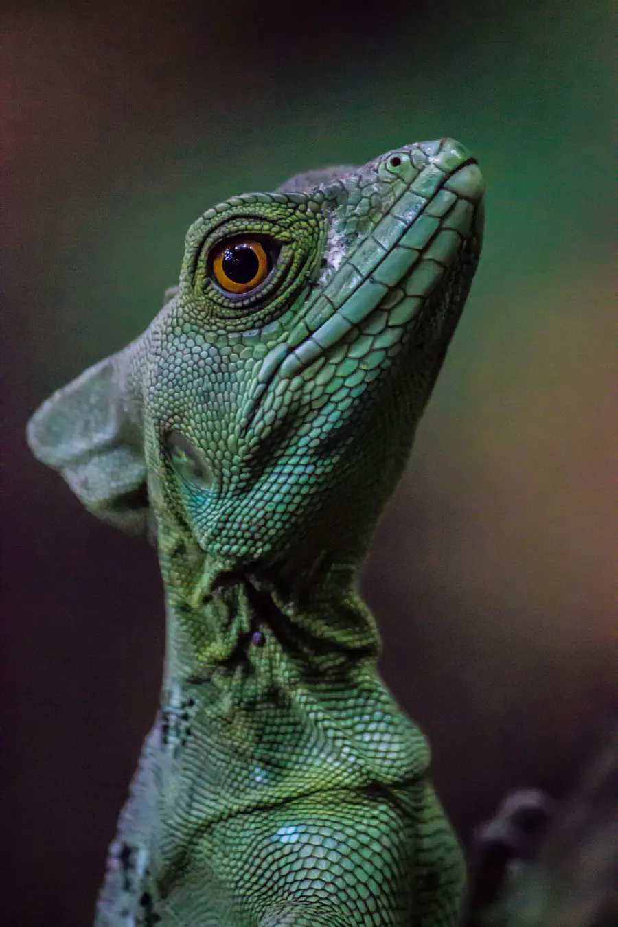 A lizard sticking its head up.