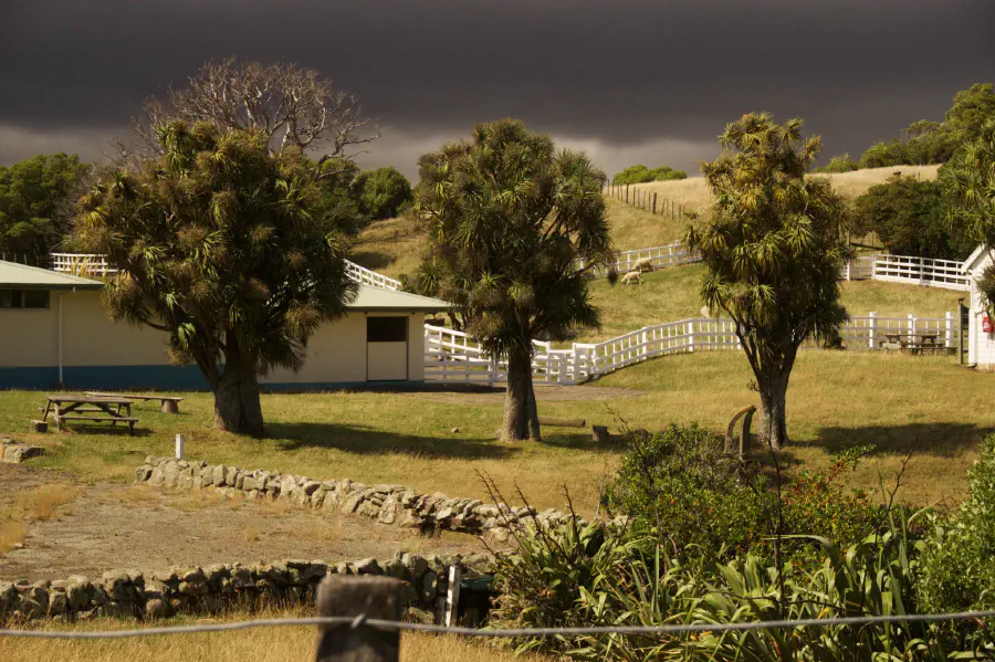 A photograph of three trees standing in a hilly green area. The sky is grey and overcast.